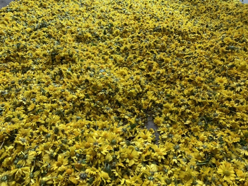 正宗野菊花