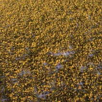 正宗野菊花