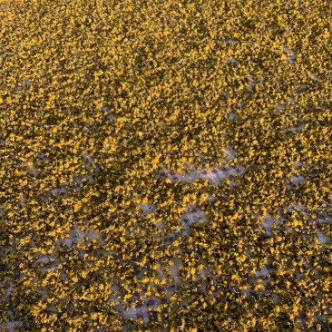 正宗野菊花