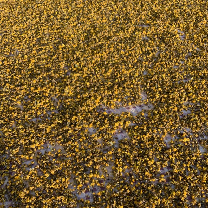 正宗野菊花
