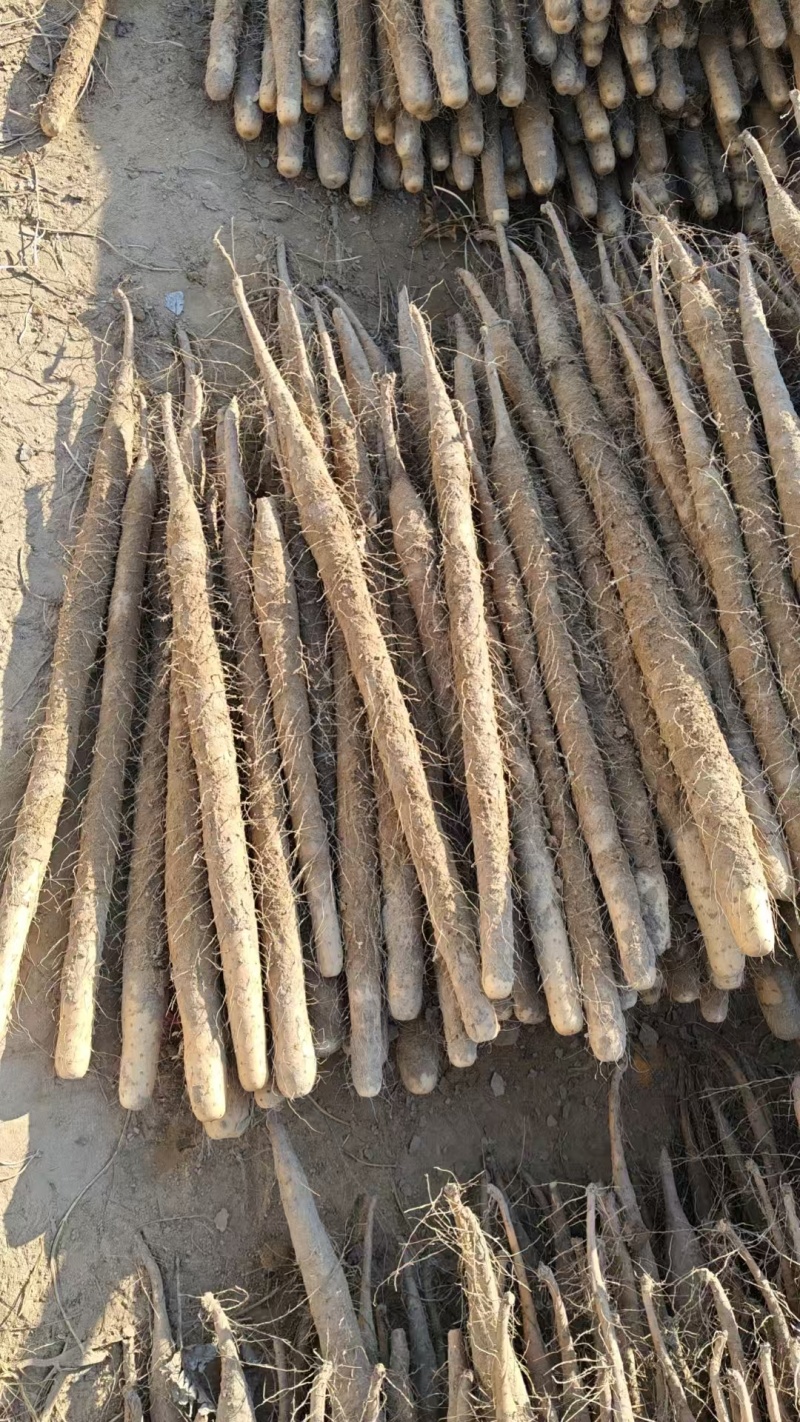 河南双棒山药内黄县双棒山药质量保证一手货源，价格合理