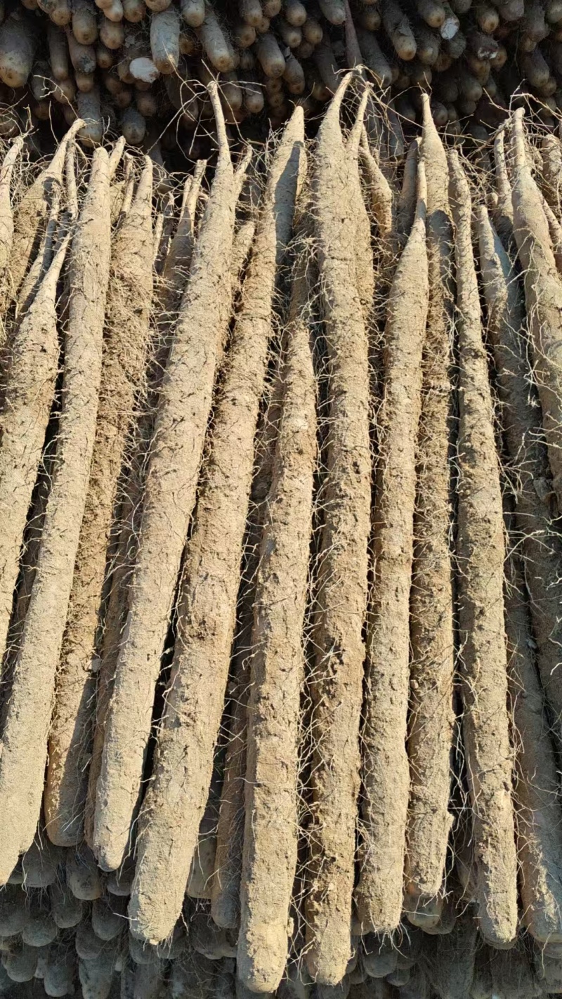 河南双棒山药内黄县双棒山药质量保证一手货源，价格合理