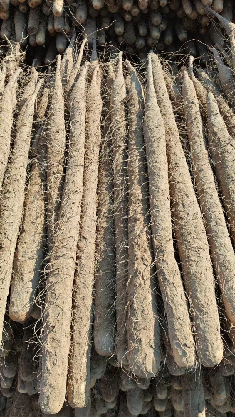 河南双棒山药内黄县双棒山药质量保证一手货源，价格合理