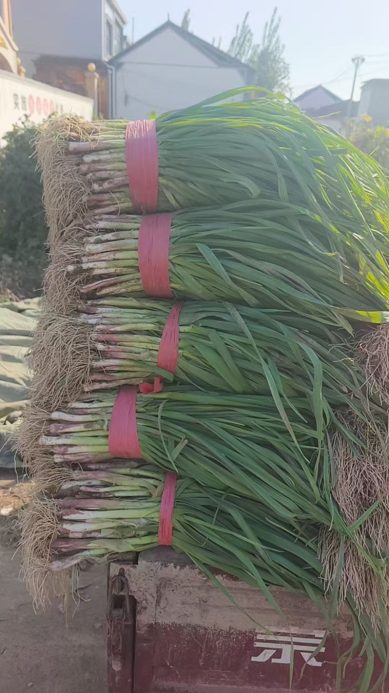 红根蒜苗安阳内黄基地直发，一手货源，量大从优