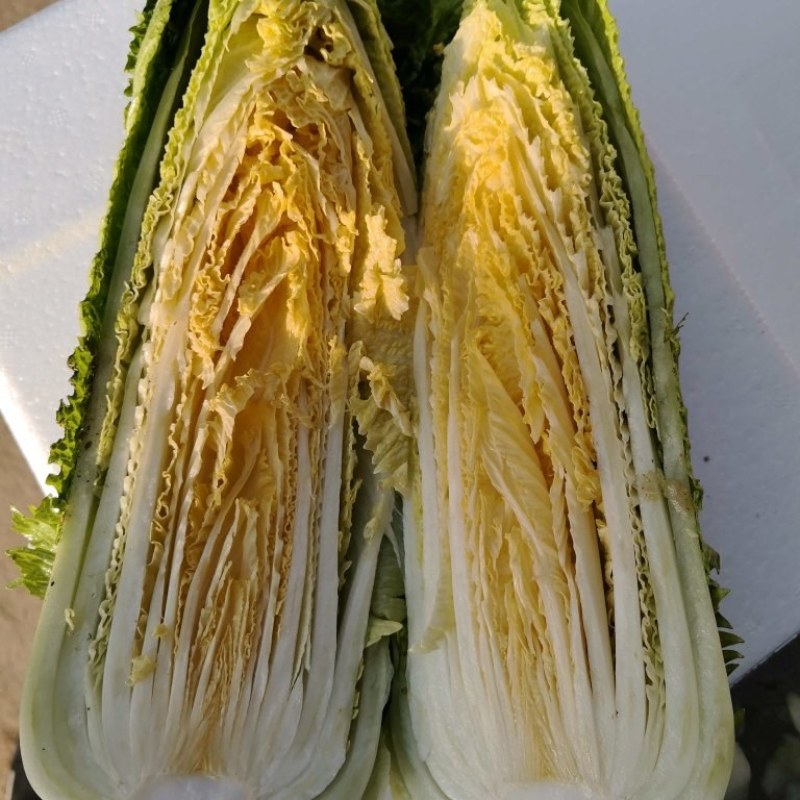 龙芽菜