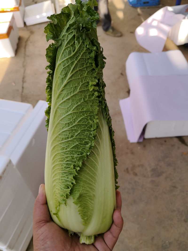 龙芽菜