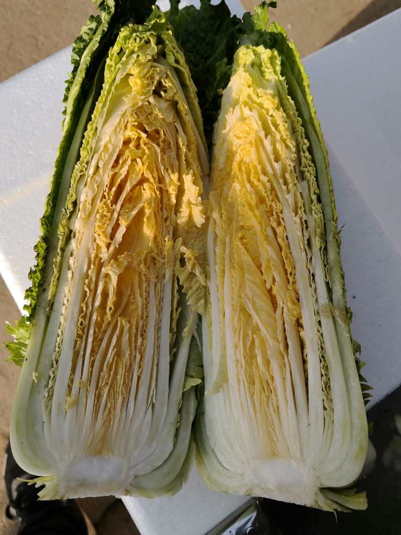龙芽菜