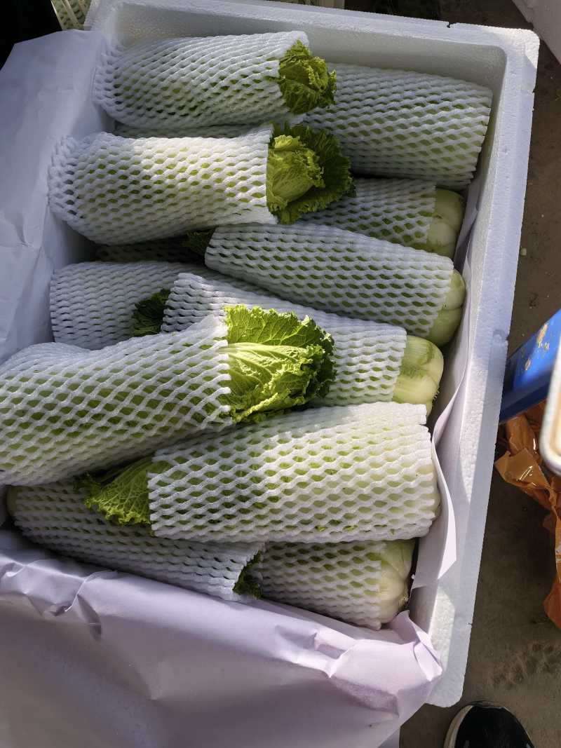 龙芽菜
