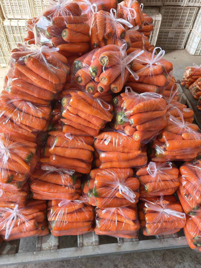 东台精品水洗三红胡萝卜基地源头直供全国发货
