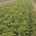宿州莴笋货源充足保证质量，对接市场商超欢迎联系