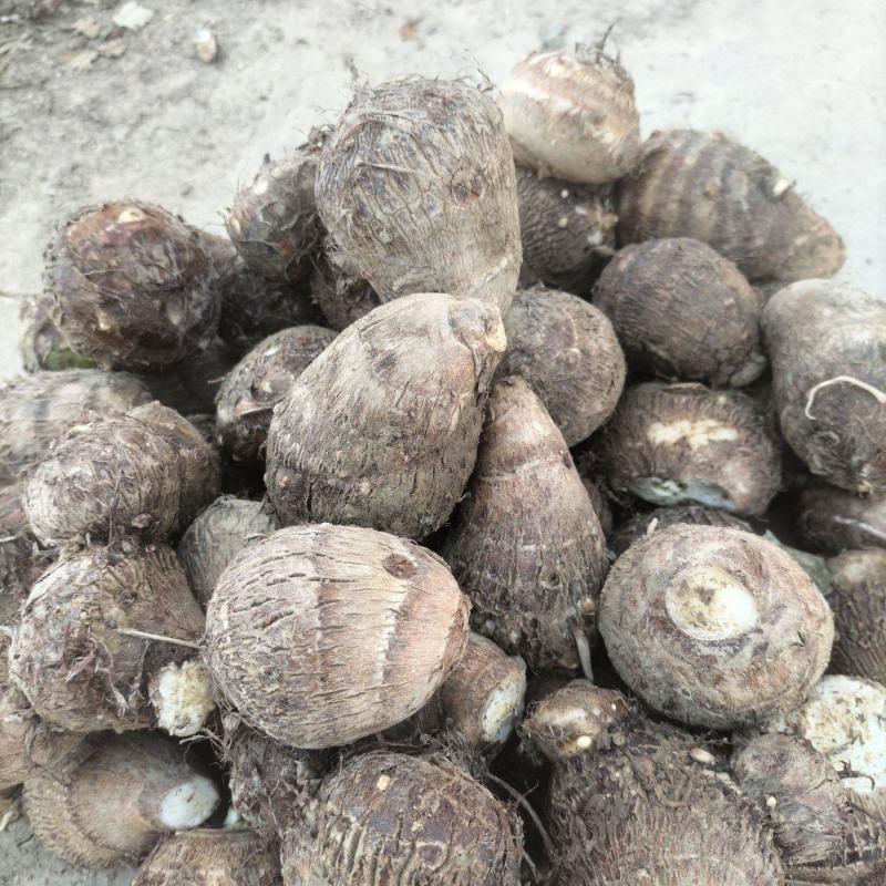 周口香芋
