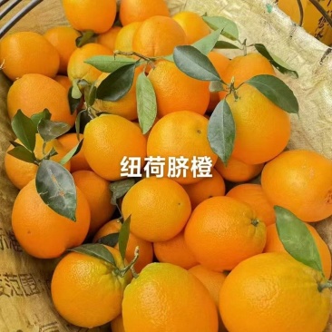 纽荷尔脐橙