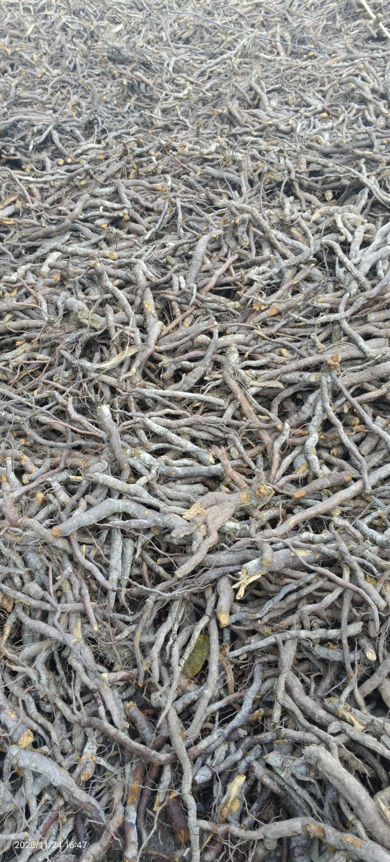 武陵山区虎仗烘烤片统货野生酸通杆重庆湖北恩施