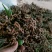 新鲜拐枣（万寿果）