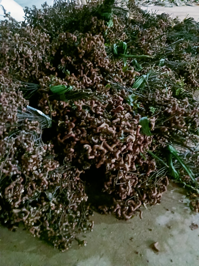 新鲜拐枣（万寿果）