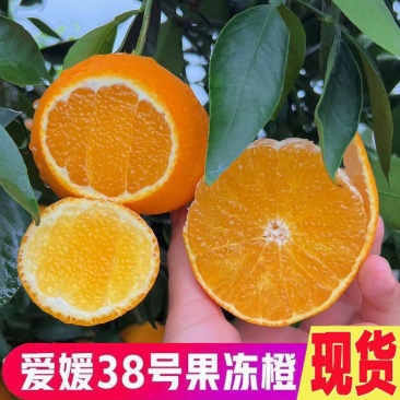 爱媛果冻橙38号/产区直发/大量有货