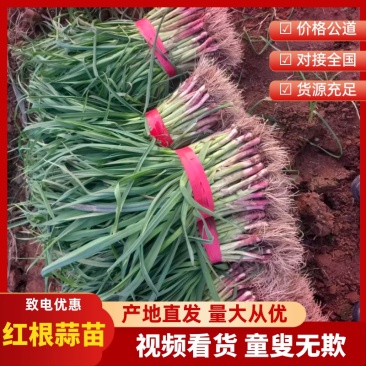 红根蒜苗安阳内黄基地直发，一手货源，量大从优