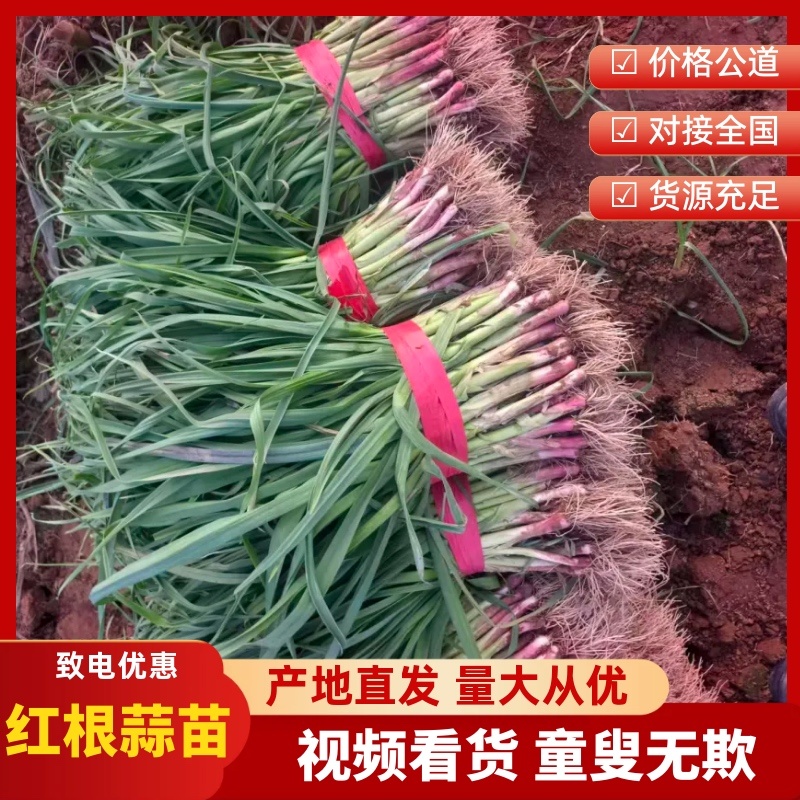 红根蒜苗安阳内黄基地直发，一手货源，量大从优