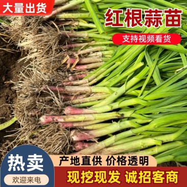 河南蒜苗，红根蒜苗新货上市货源稳定基地直发全国发