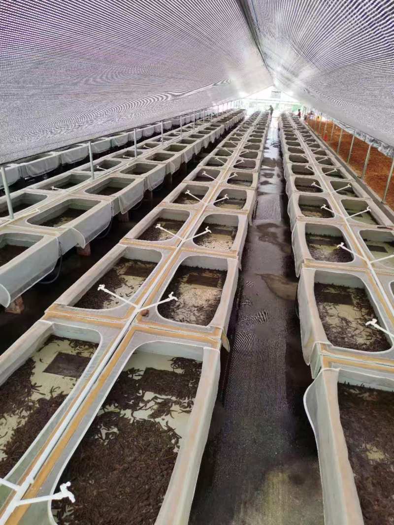 水蛭干菲牛蛭干晒干条基地直供可视频看货品质优欢迎咨