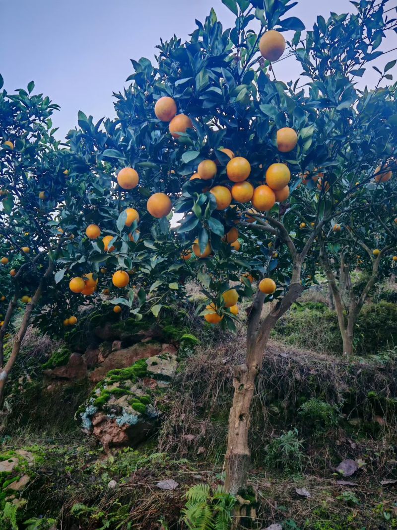 麻阳锦密冰糖橙大量批发，自家种植