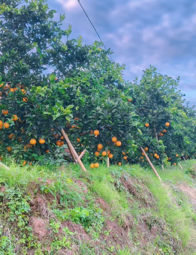 麻阳锦密冰糖橙大量批发，自家种植