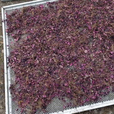 全红小叶风柜斗草
