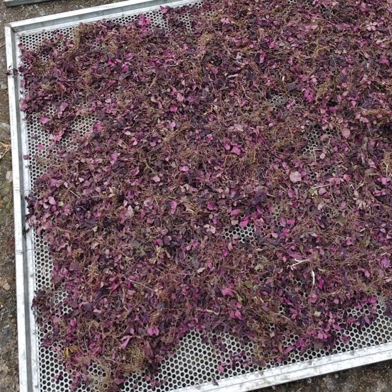 全红小叶风柜斗草