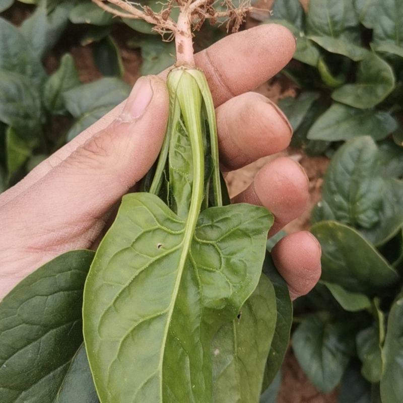 露天菠菜