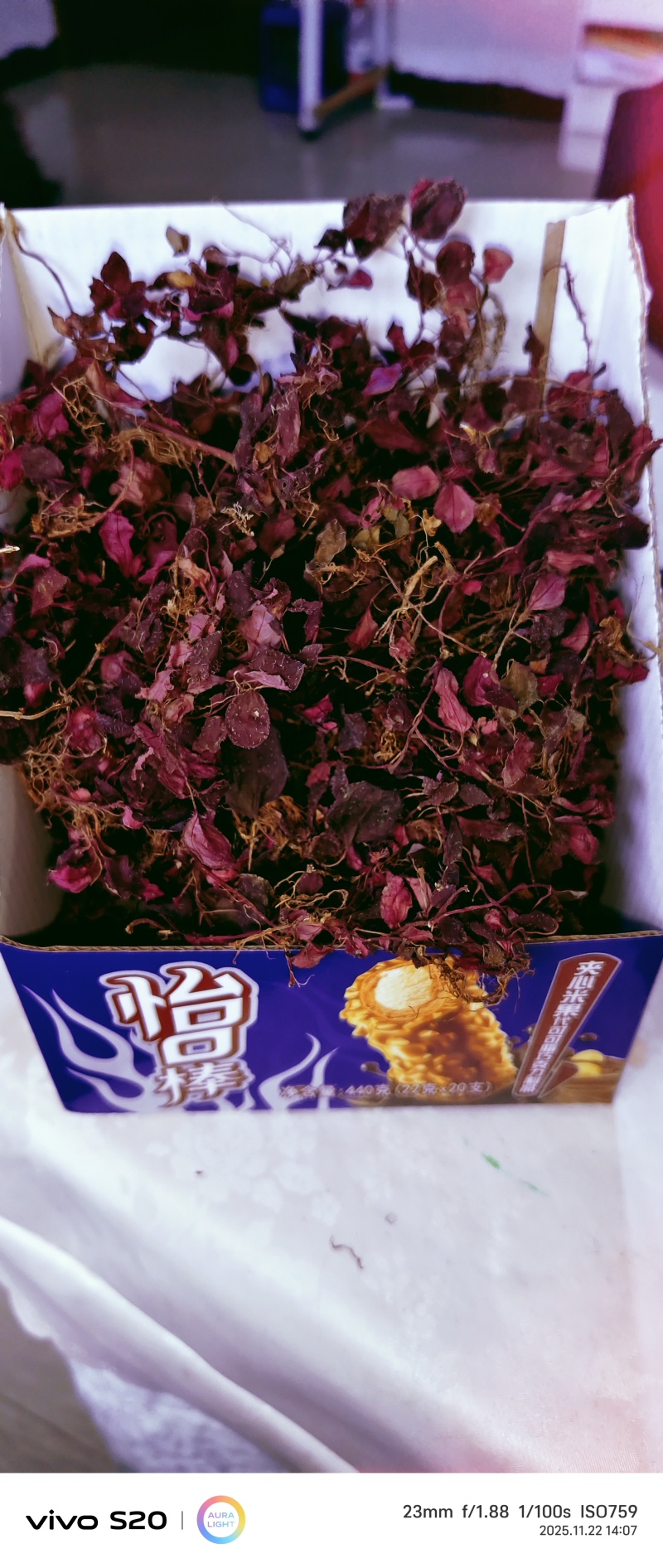 全红小叶风柜斗草