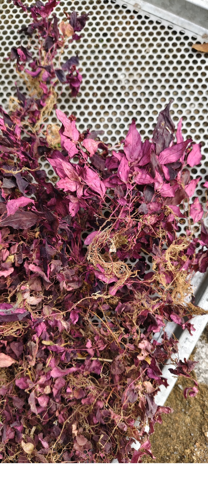 全红小叶风柜斗草