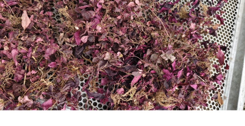 全红小叶风柜斗草