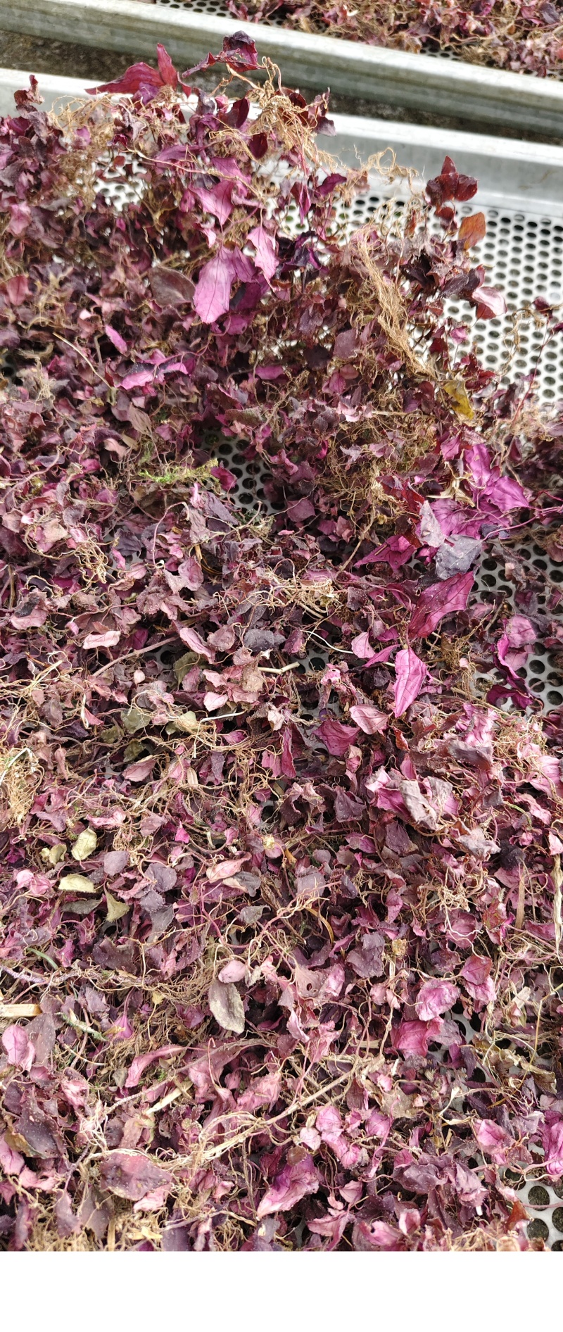 全红小叶风柜斗草