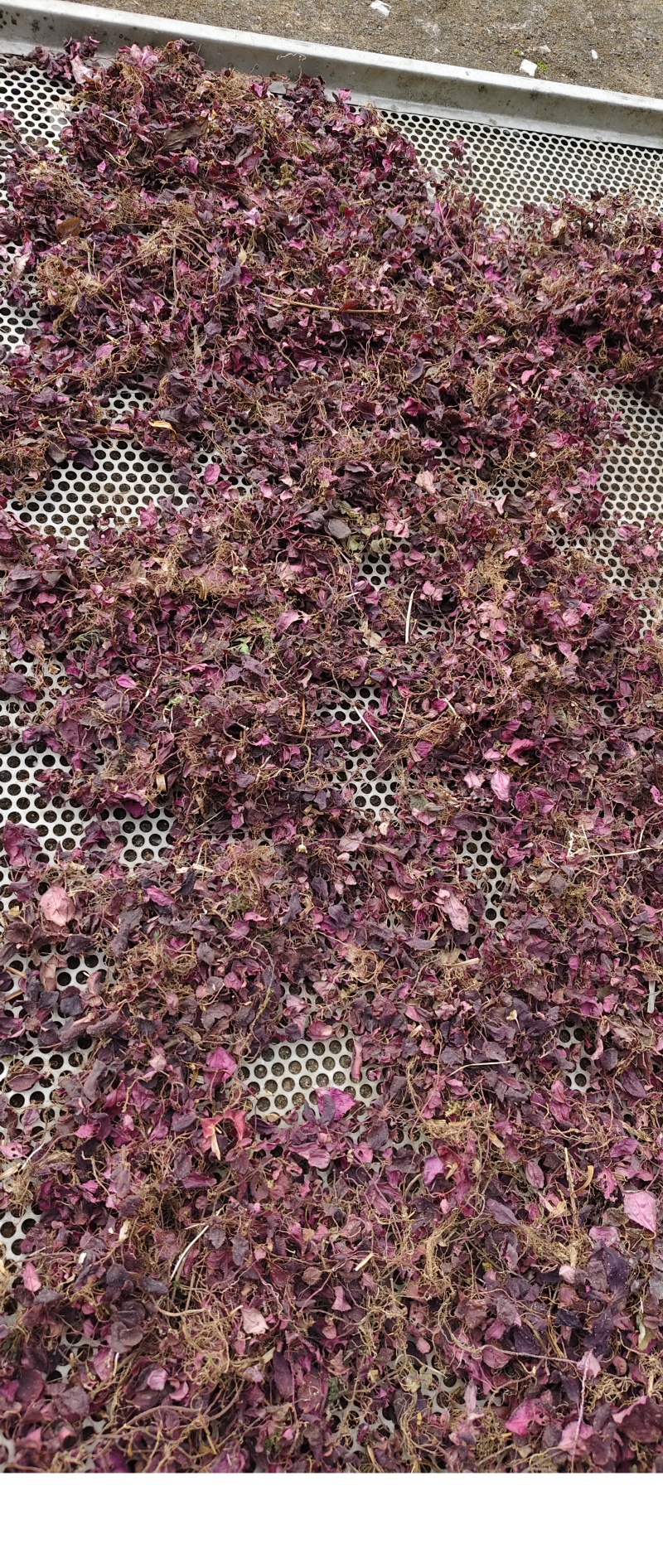 全红小叶风柜斗草