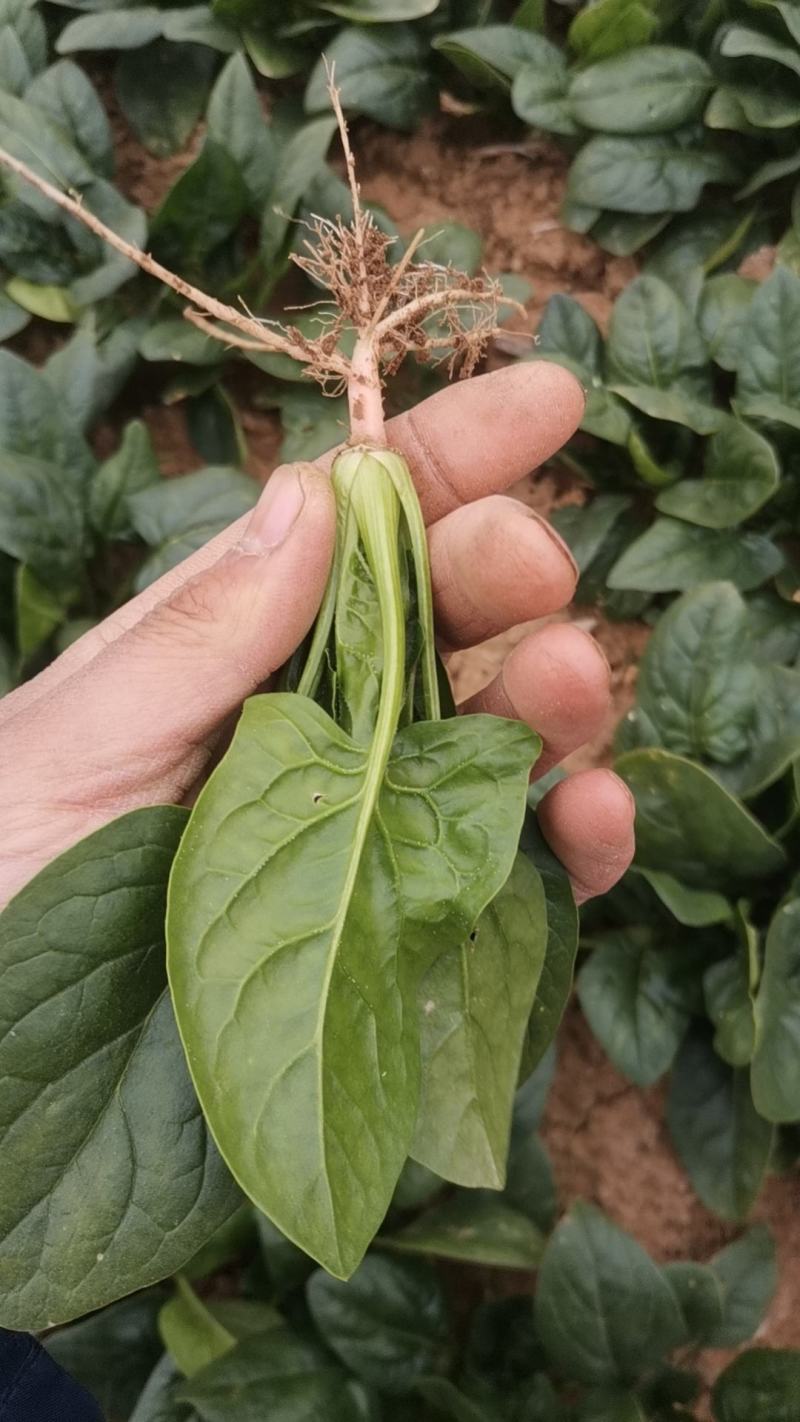 露天菠菜