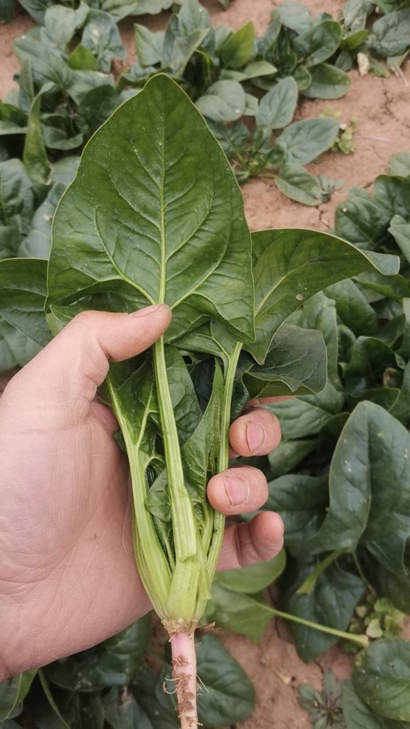 露天菠菜