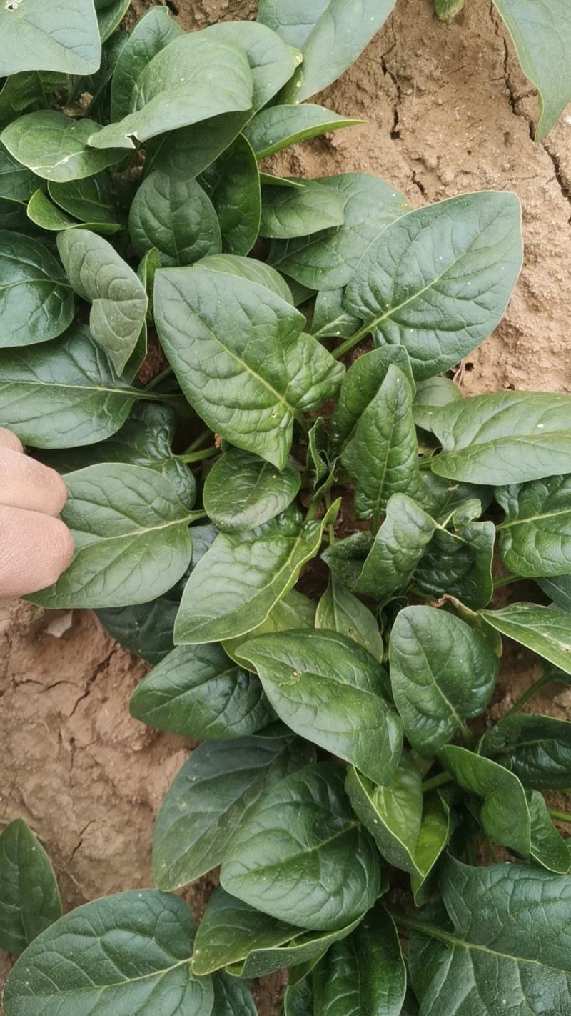 露天菠菜