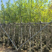 5-8公分宫粉紫荆出售自家货源支持视频看货