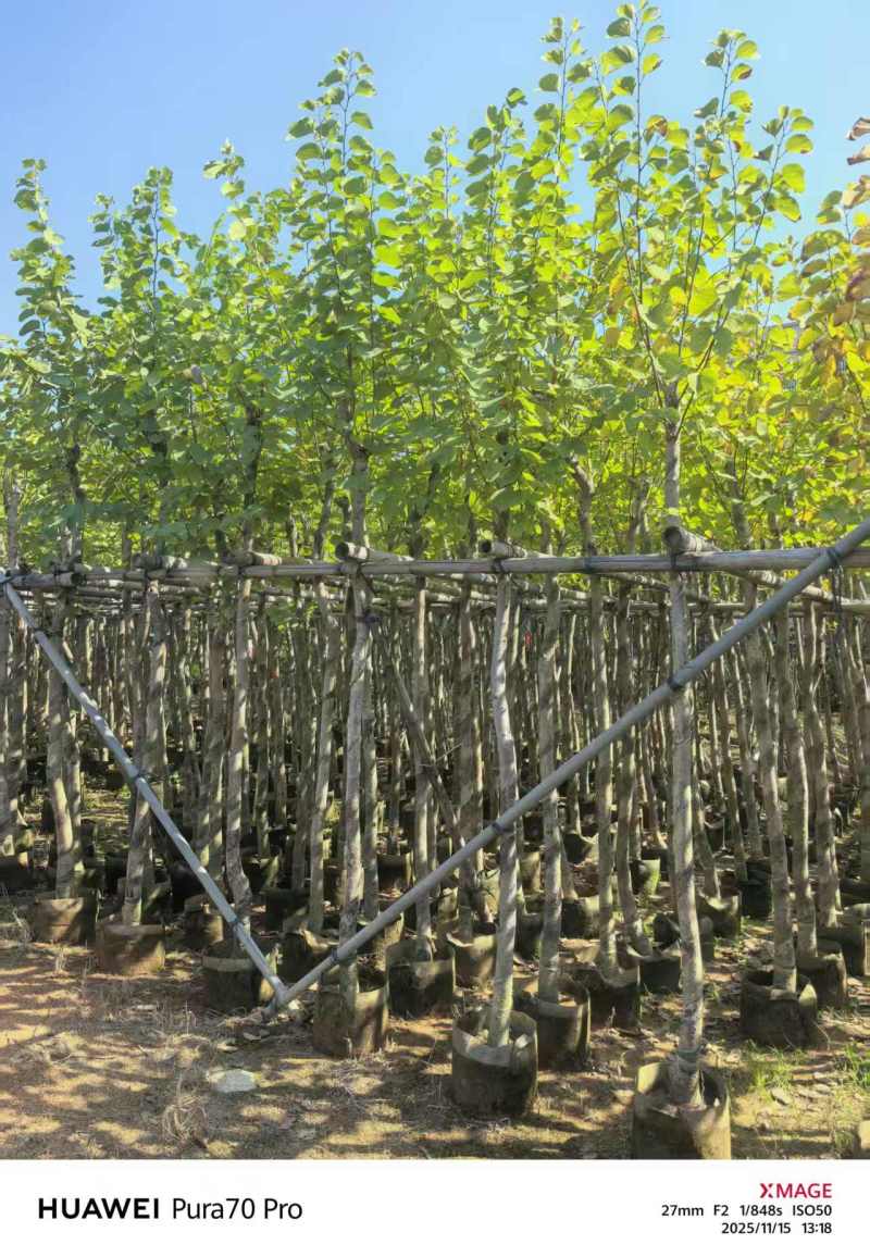 5-8公分宫粉紫荆出售自家货源支持视频看货