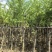 5-8公分宫粉紫荆出售自家货源支持视频看货
