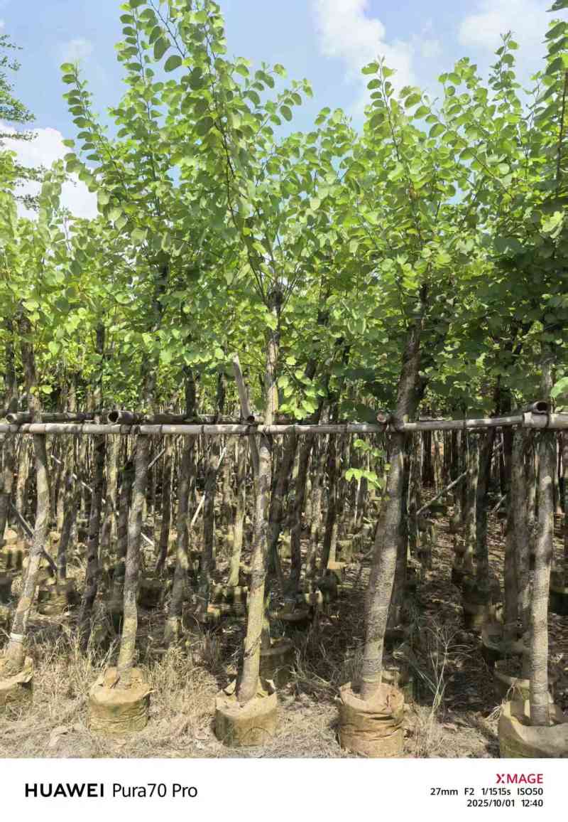 5-8公分宫粉紫荆出售自家货源支持视频看货