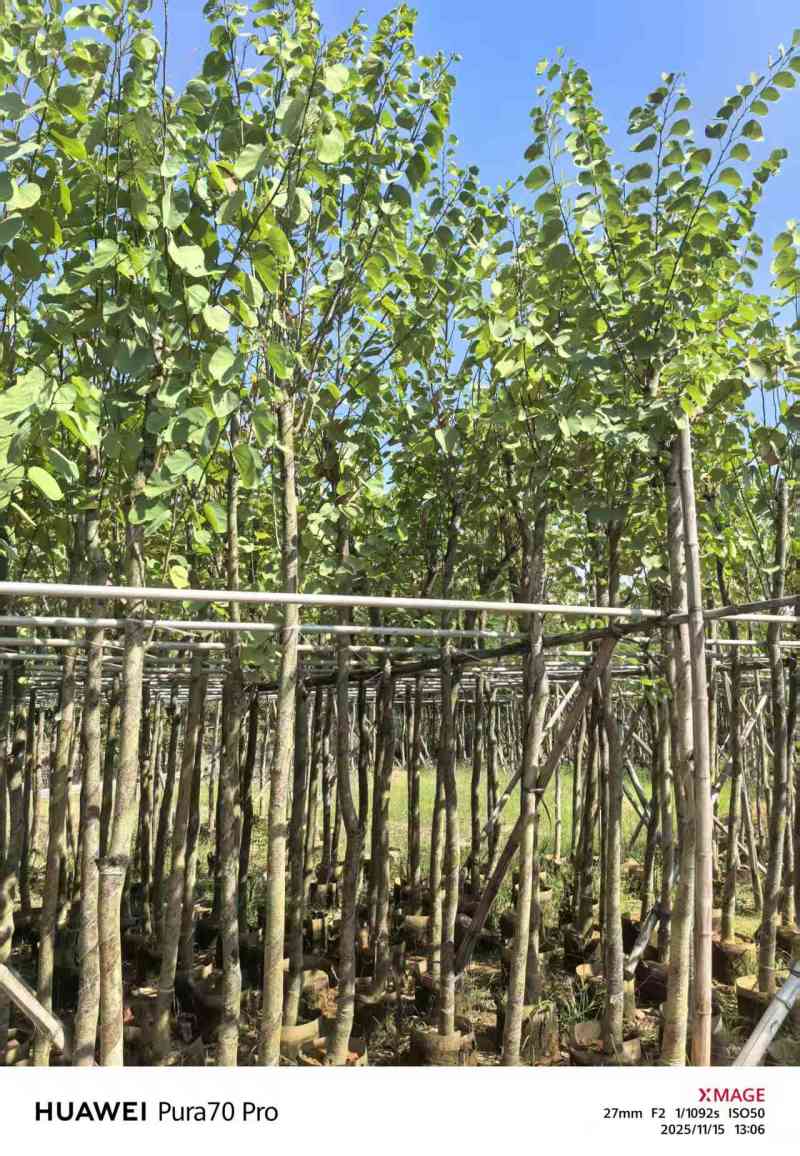 5-8公分宫粉紫荆出售自家货源支持视频看货