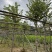 5-8公分宫粉紫荆出售自家货源支持视频看货