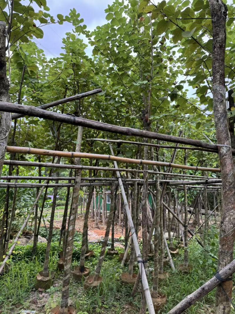 5-8公分宫粉紫荆出售自家货源支持视频看货