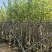 5-8公分宫粉紫荆出售自家货源支持视频看货