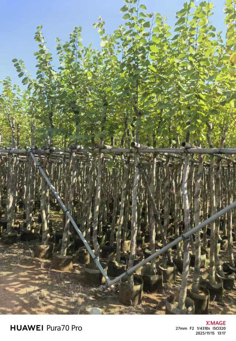 5-8公分宫粉紫荆出售自家货源支持视频看货