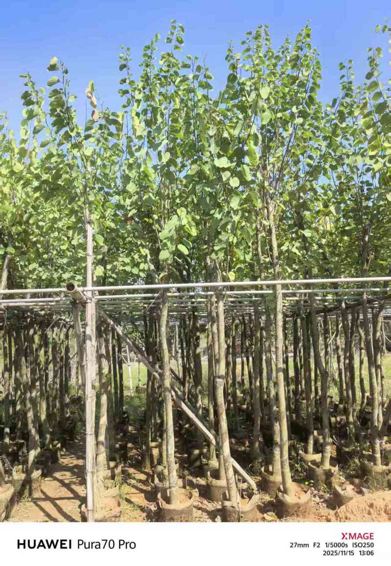 5-8公分宫粉紫荆出售自家货源支持视频看货
