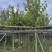 5-8公分宫粉紫荆出售自家货源支持视频看货