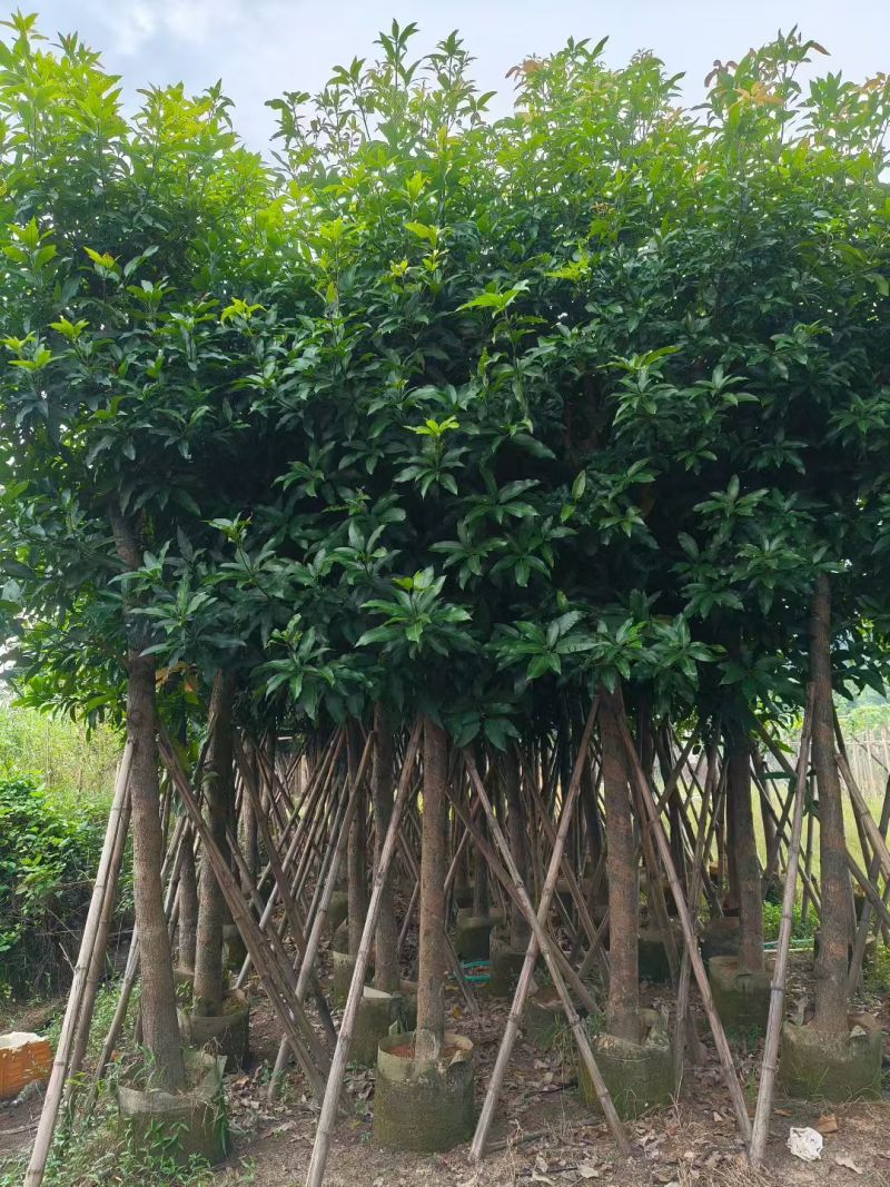 芒果树10-12公分出售自家货源可视频看货