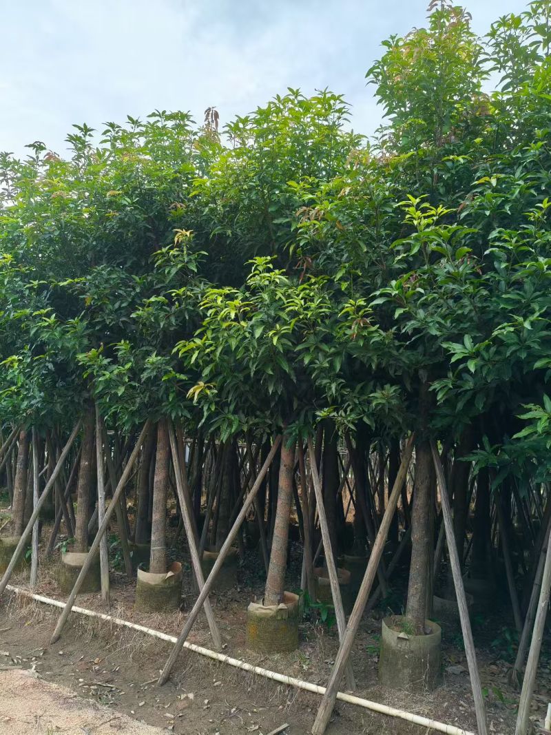 芒果树10-12公分出售自家货源可视频看货